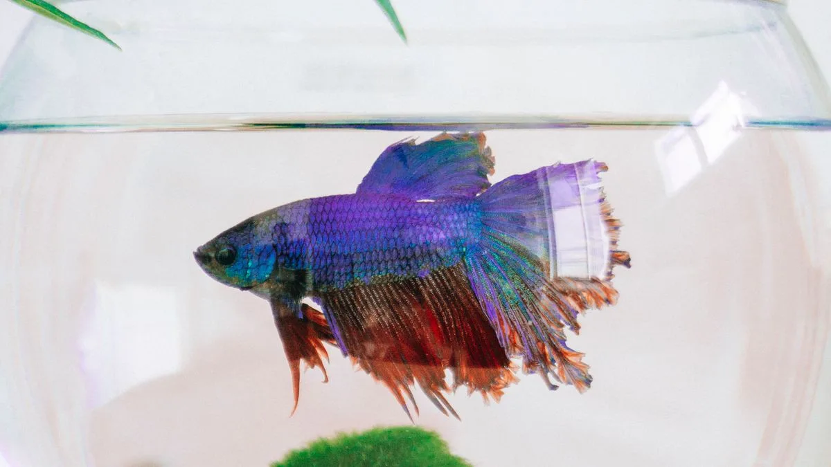 Aquarium Fish Chloramine