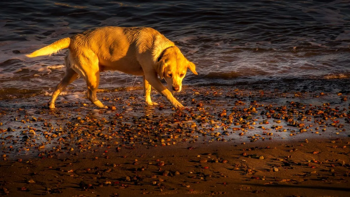 Arsenic Well Water Dogs