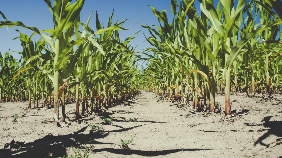 Atrazine Glyphosate Rural Well Water