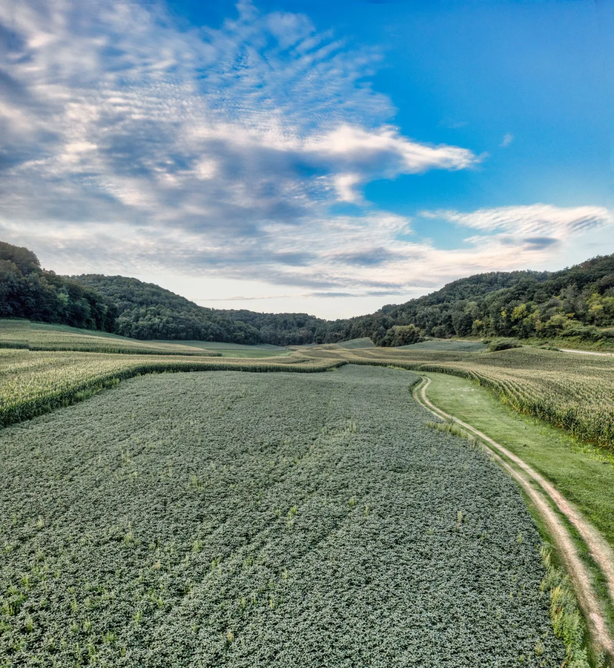 Lush green summer farmland and rolling crop fields under a bright sky