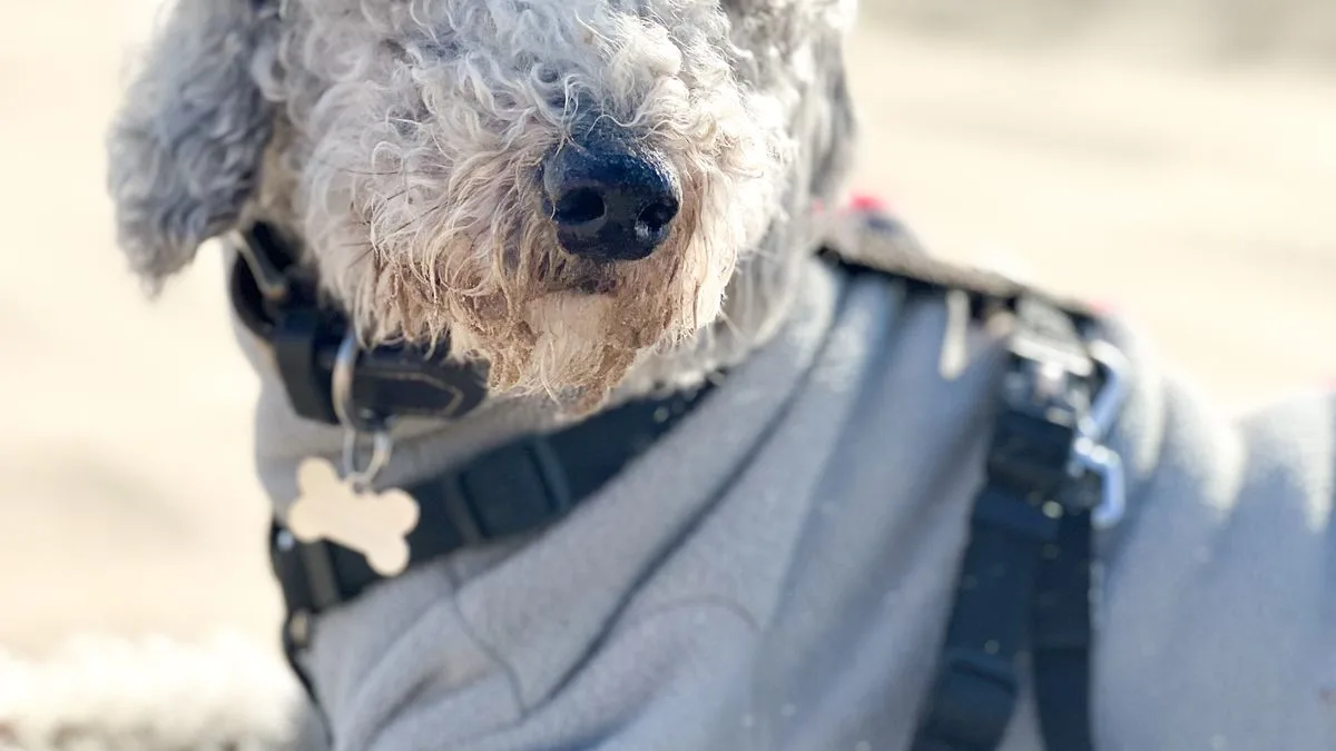 Bedlington Terriers Copper Commd1