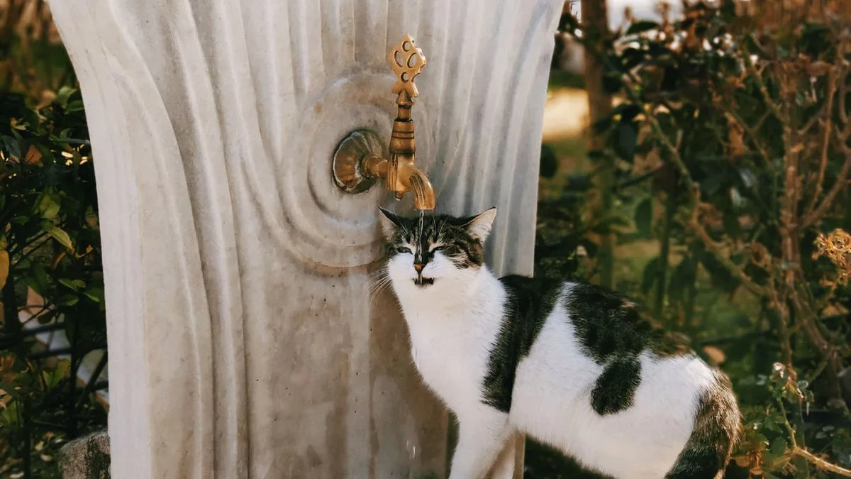 Cat Water Fountains That Filter