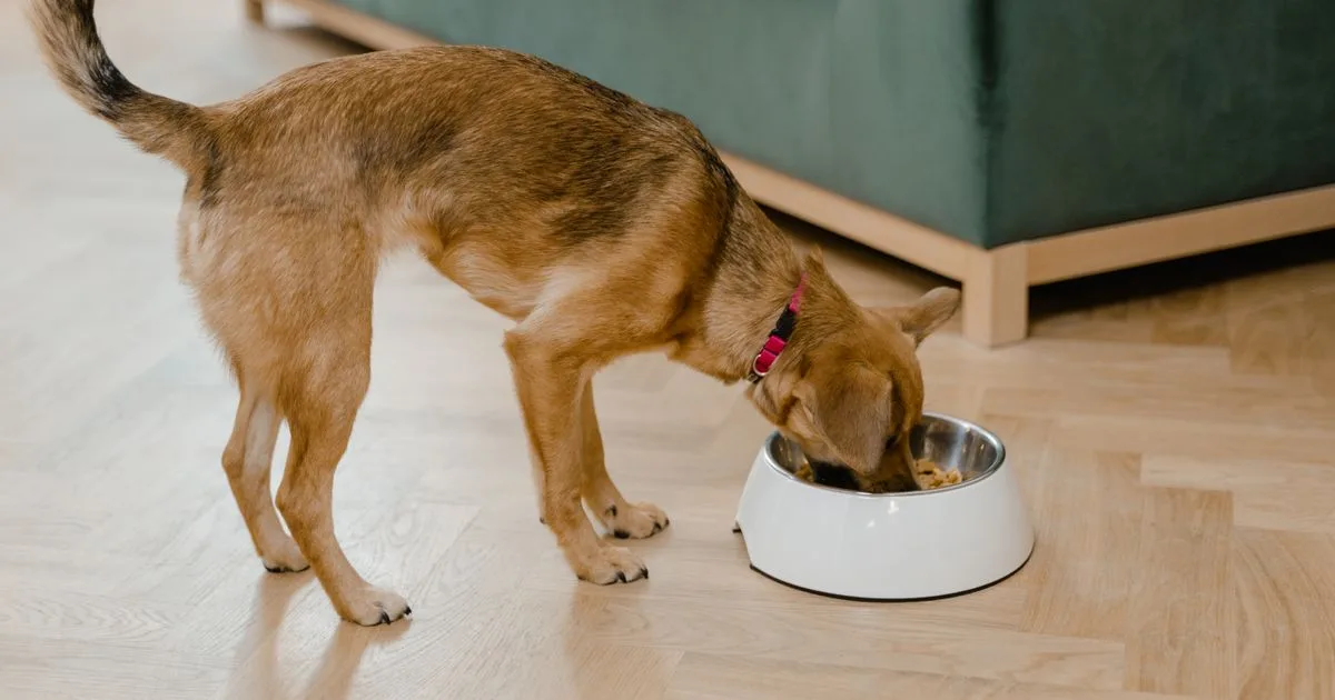 Dog drinking from a bowl in a Connecticut kitchen