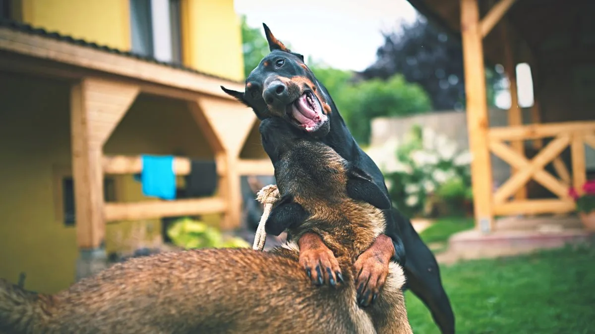 Doberman Chronic Hepatitis Copper