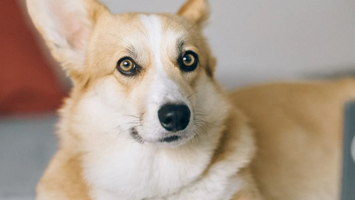 Epa Doesnt Regulate Pet Water Guide