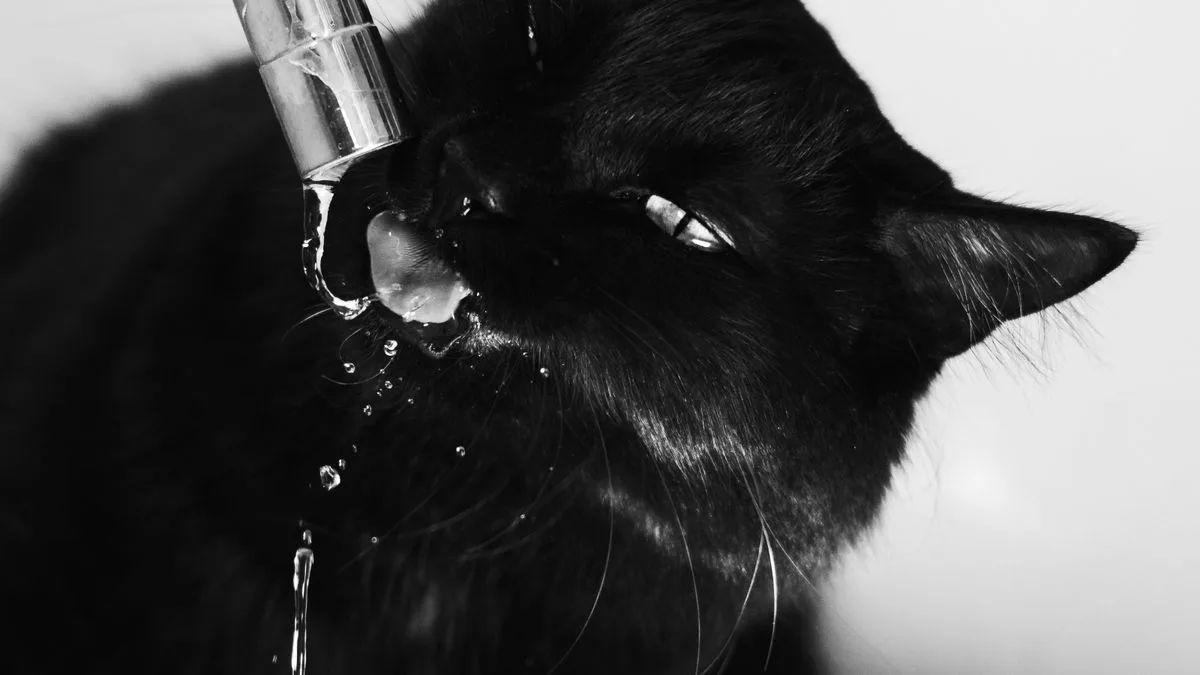 Feline Ckd Tap Water
