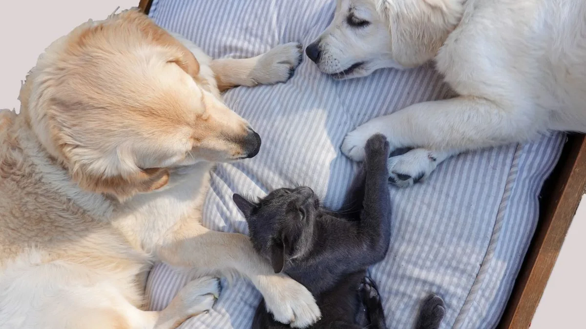 Fluoride Pet Water Dogs Cats