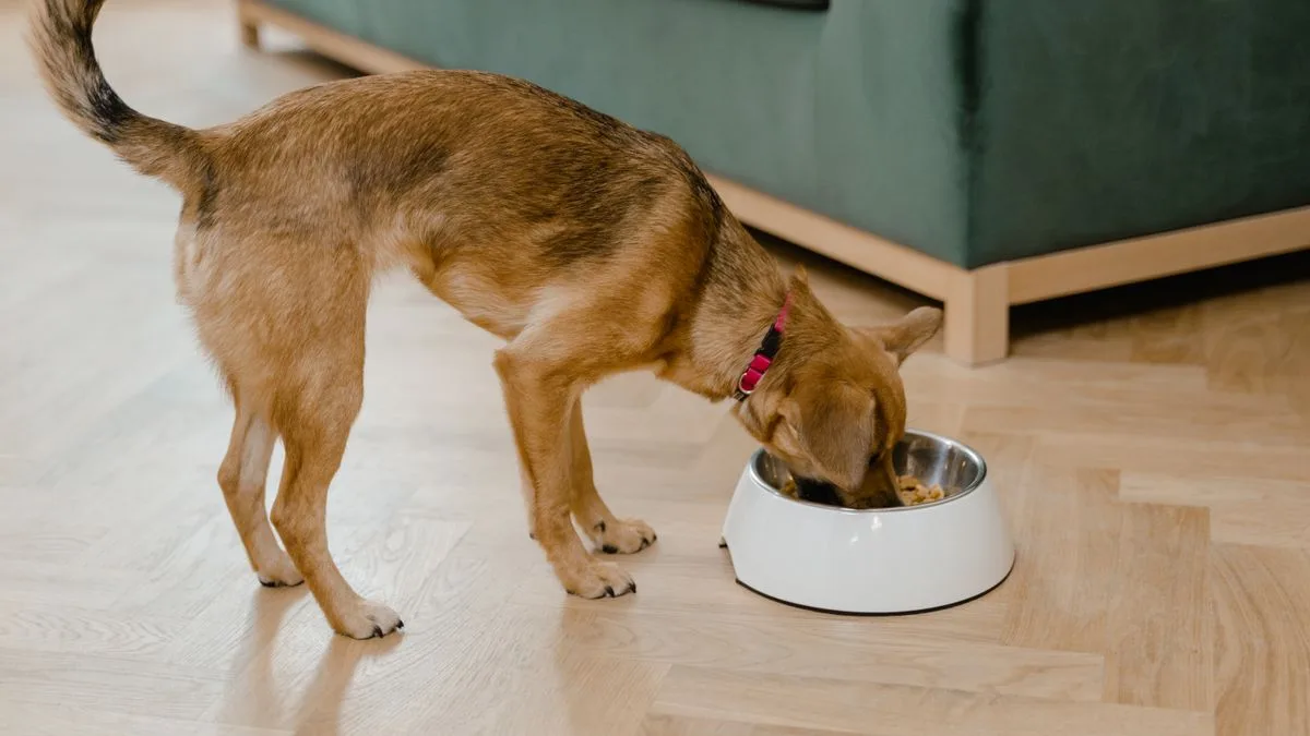 Is Tap Water Safe For Dogs Canine Physiology