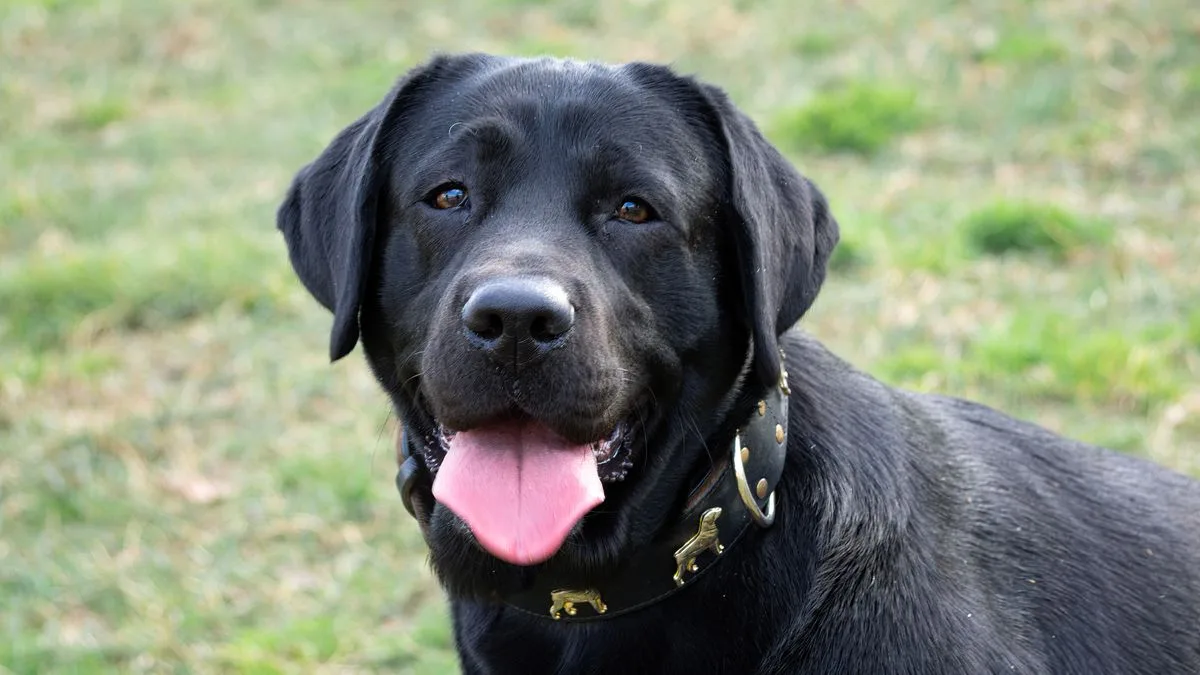 Labrador Copper Hepatopathy