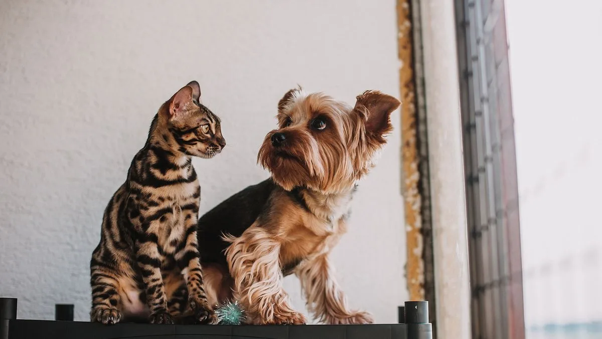 Lead Poisoning Dogs Cats