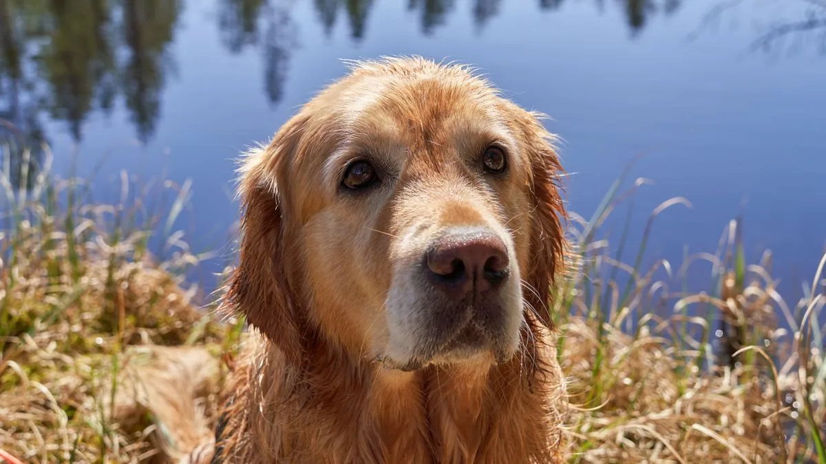Microcystin Dogs Liver Failure