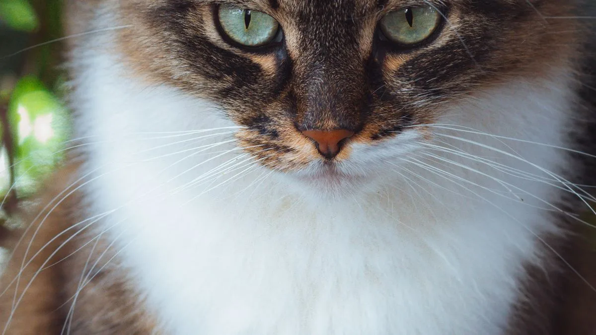 Permethrin Cats Zero Tolerance