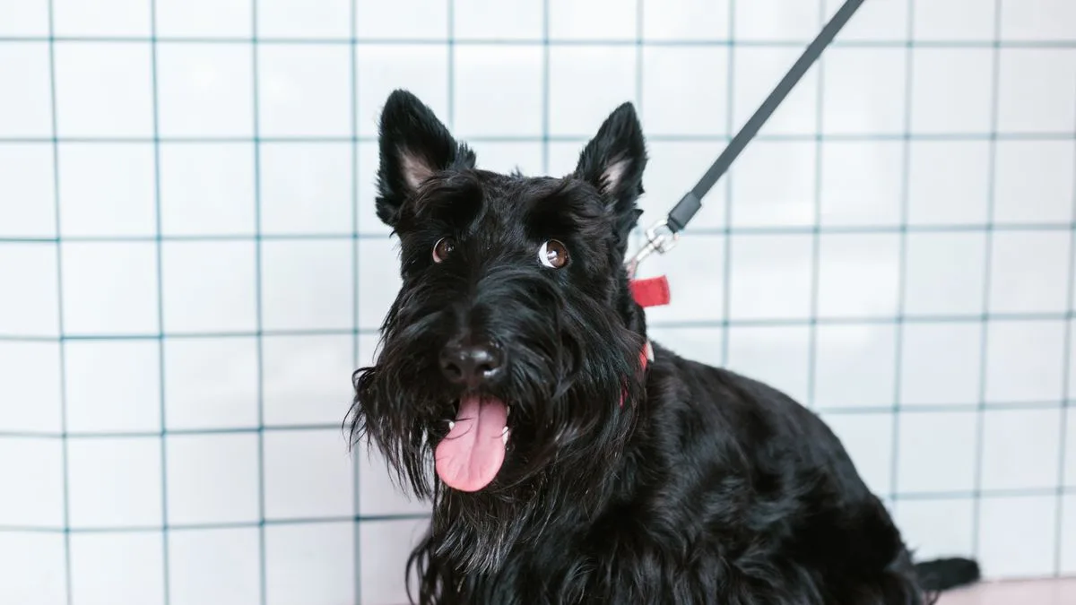 Scottish Terriers Bladder Cancer Thms