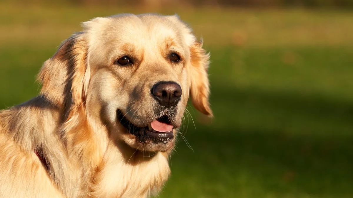 Thms Canine Bladder Cancer Sentinels