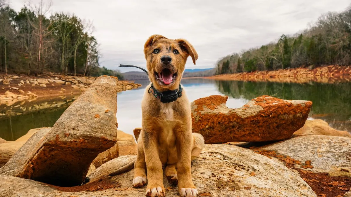Well Water Safe For Dogs