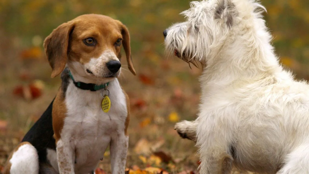 Westie Bladder Cancer Dbps
