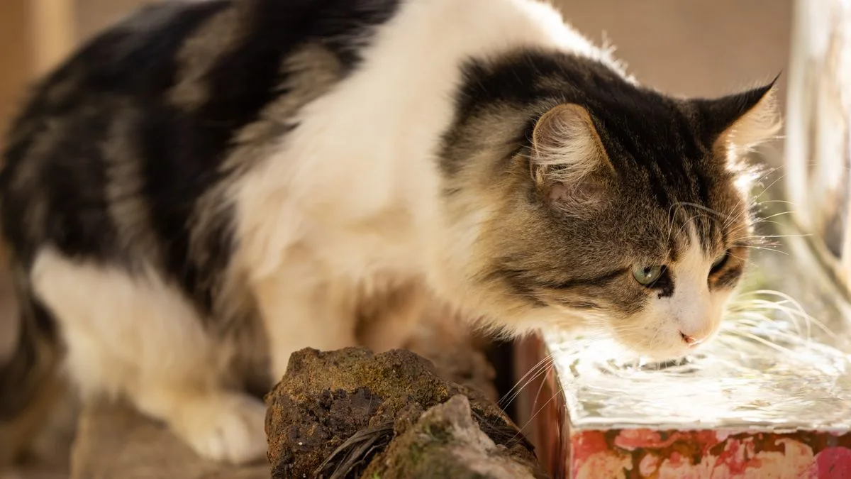 Why Cats Need Filtered Water Ugt1A6